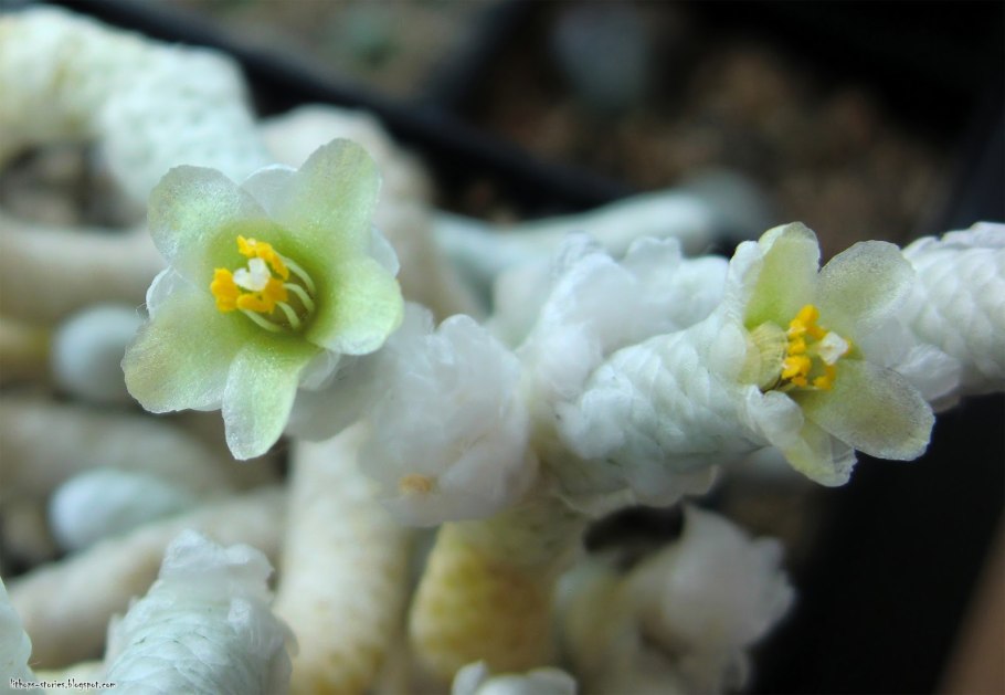 Авония альстони