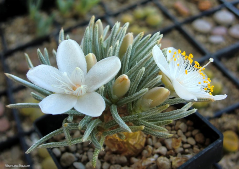 Avonia quinaria SSP alstonii