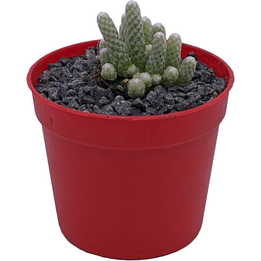 Авония папероцея