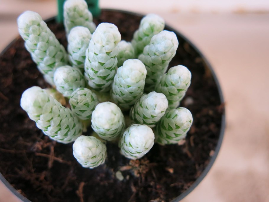 Авония papyracea