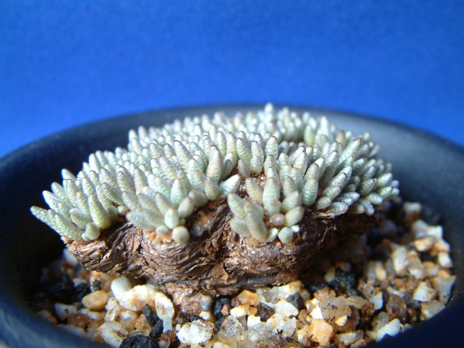 Анакампсерос Альстона