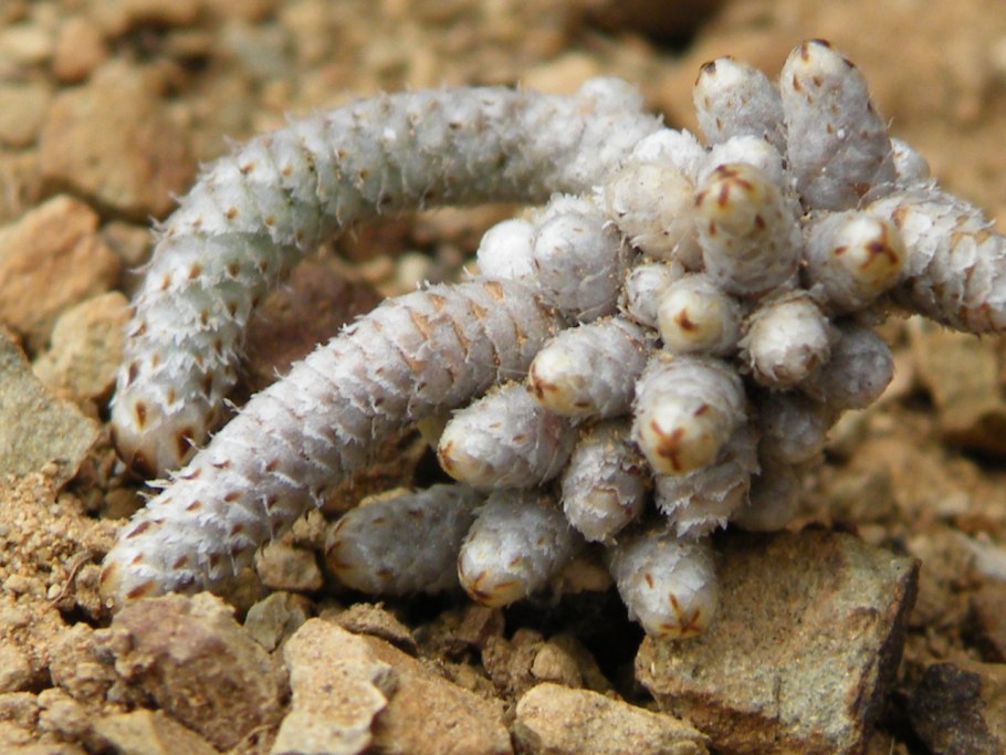 Анакампсерос Альстона