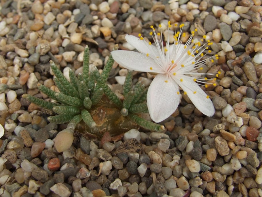 Авония гуанария