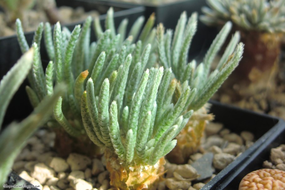 Авония альбиссима