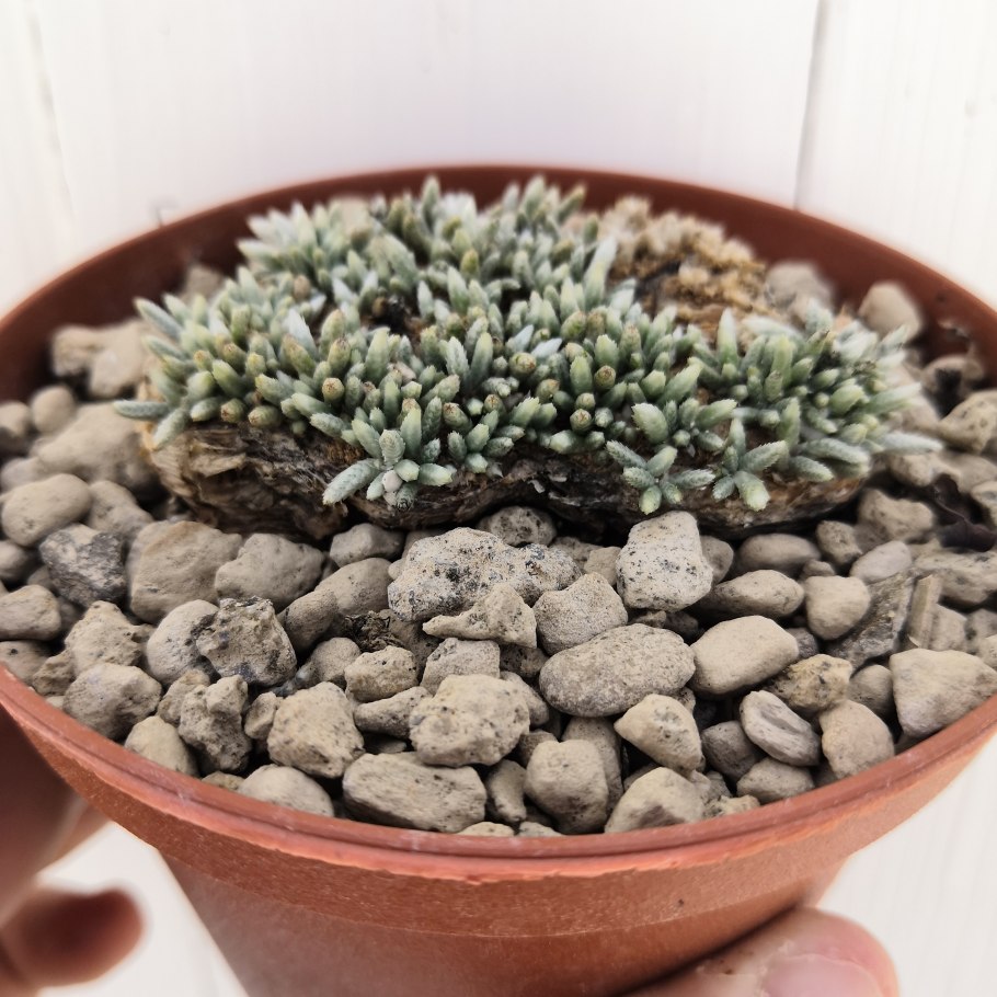 Avonia alstonii Seed сеянцы