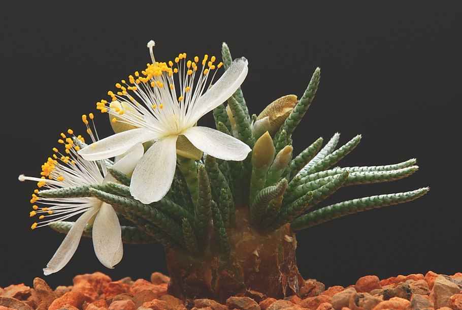 Авония Альстона