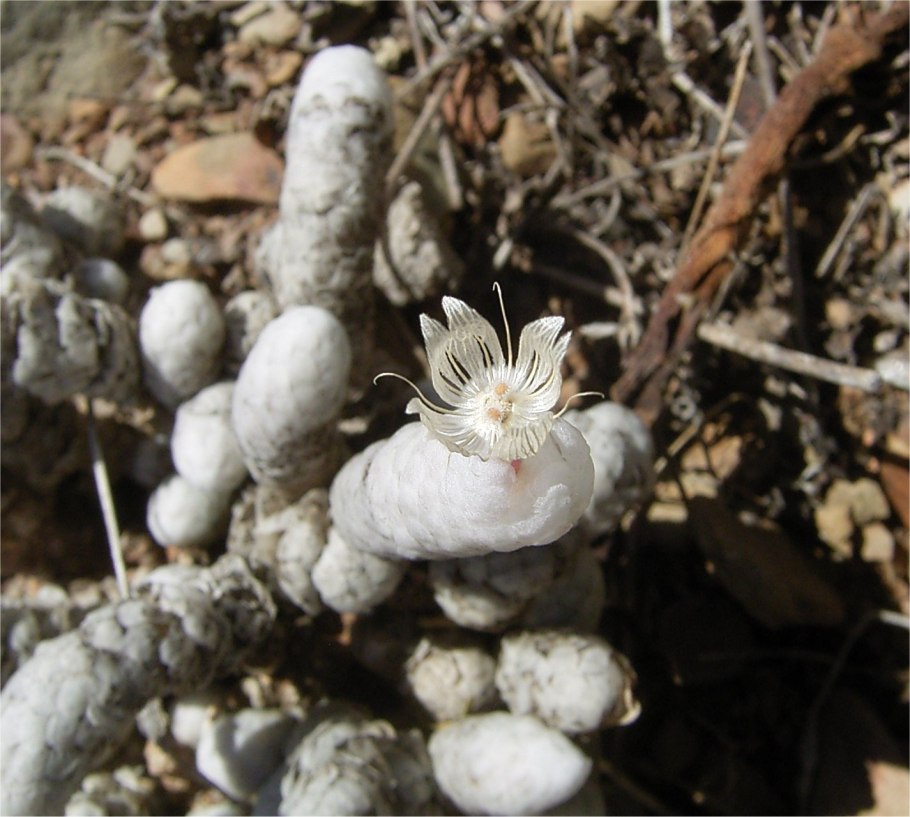 Anacampseros albissima
