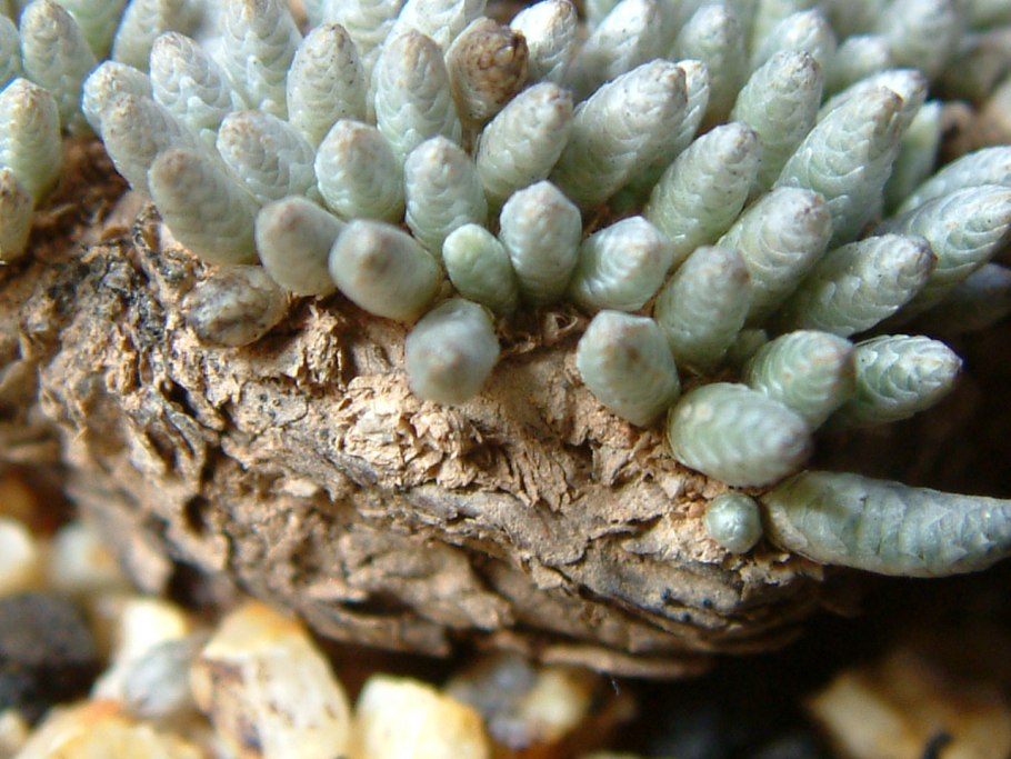 Avonia quinaria alstonii