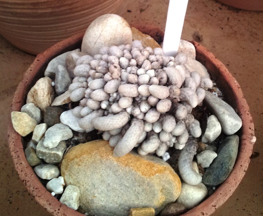 Черенок Анакампсерос Бумагоподобный