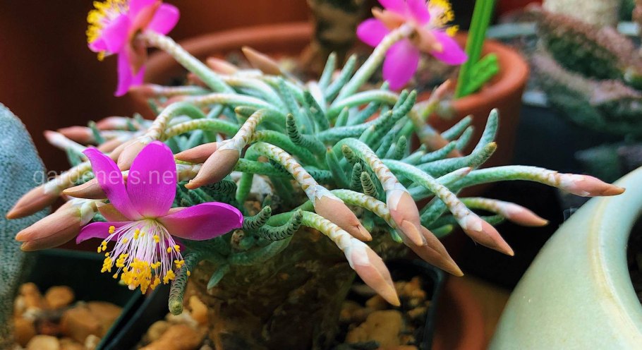 Суккулент авонии