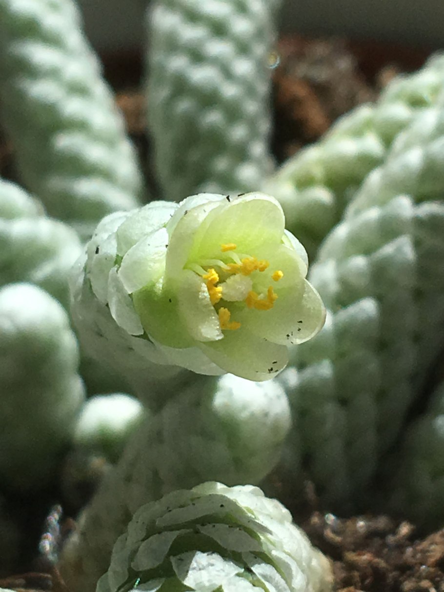 Суккулент Avonia papyracea