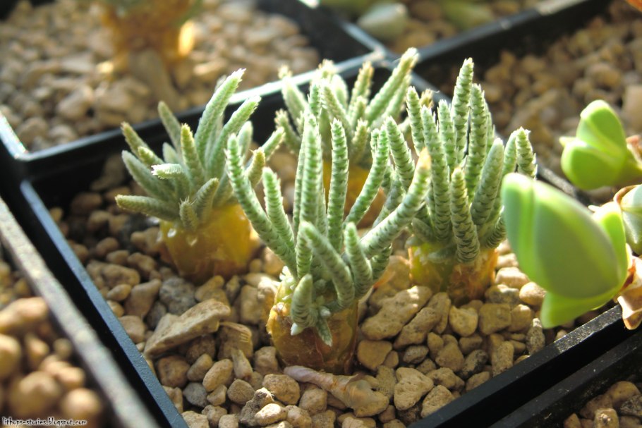 Авония посев