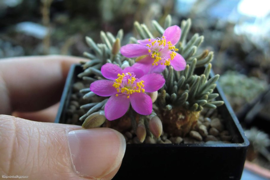 Авония Папирусная