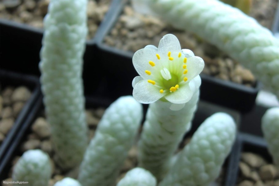 Суккулент Avonia papyracea