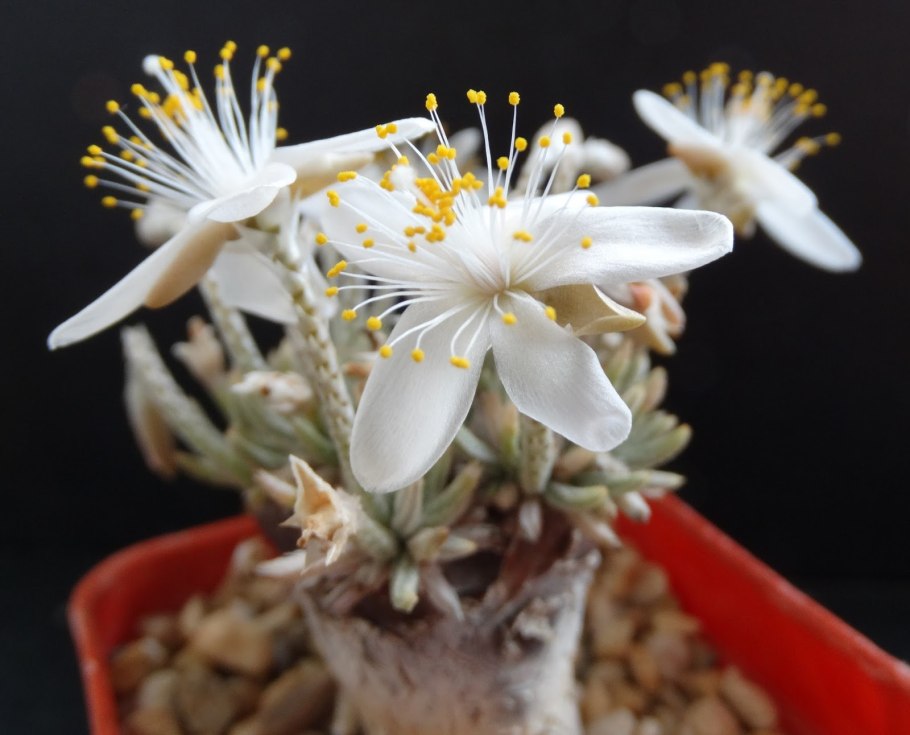 Авония папирацея