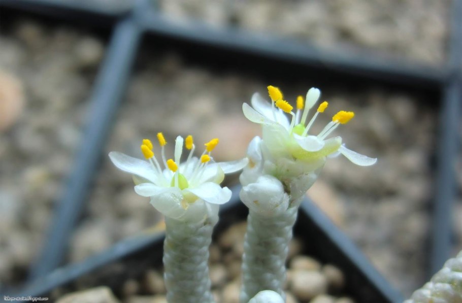 Суккулент Avonia Papyrus