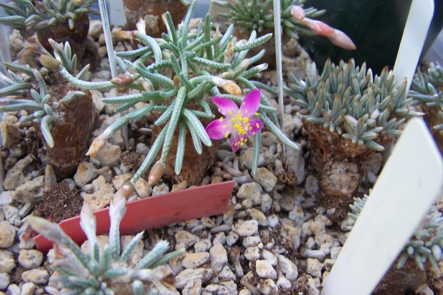 Avonia alstonii Seed сеянцы