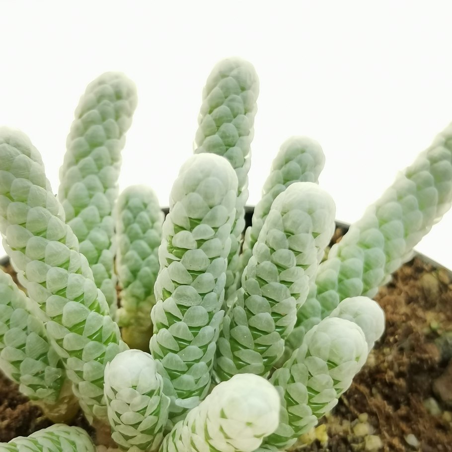 Анакампсерос Бумагоподобный