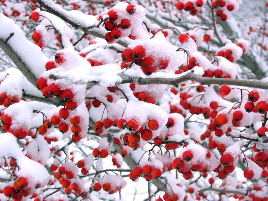 Боярышник обыкновенный зимой