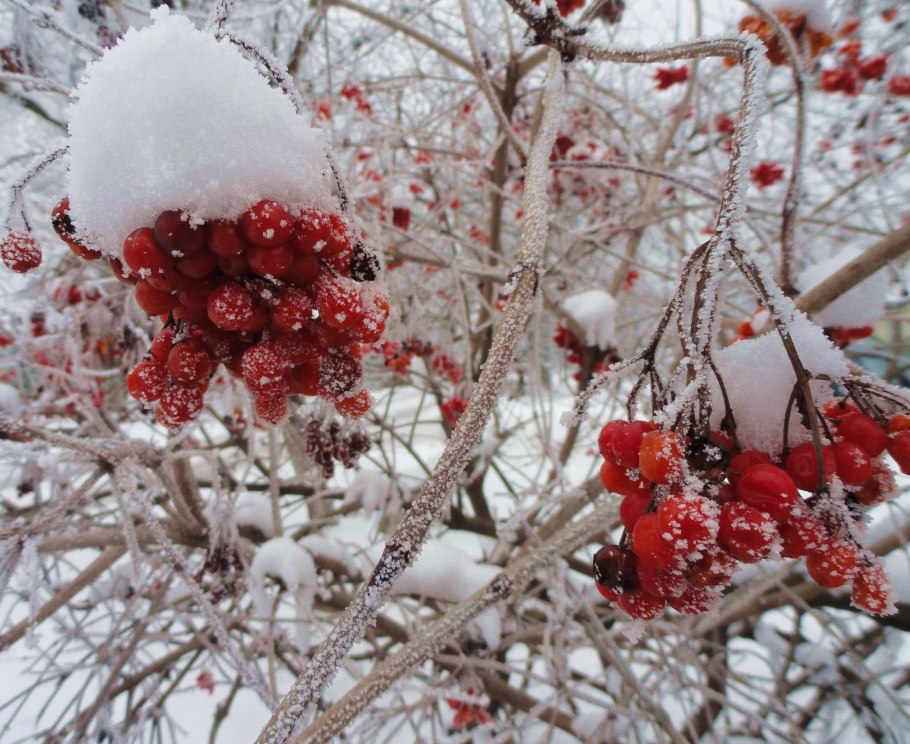 Калина обыкновенная куст зимой