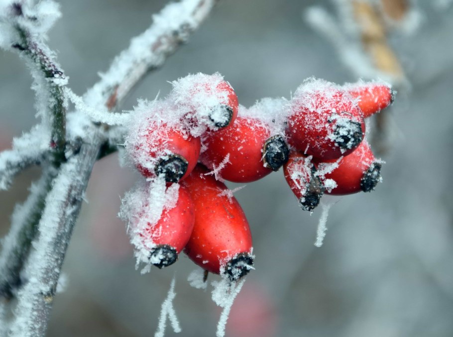 Калина зимой кустарник