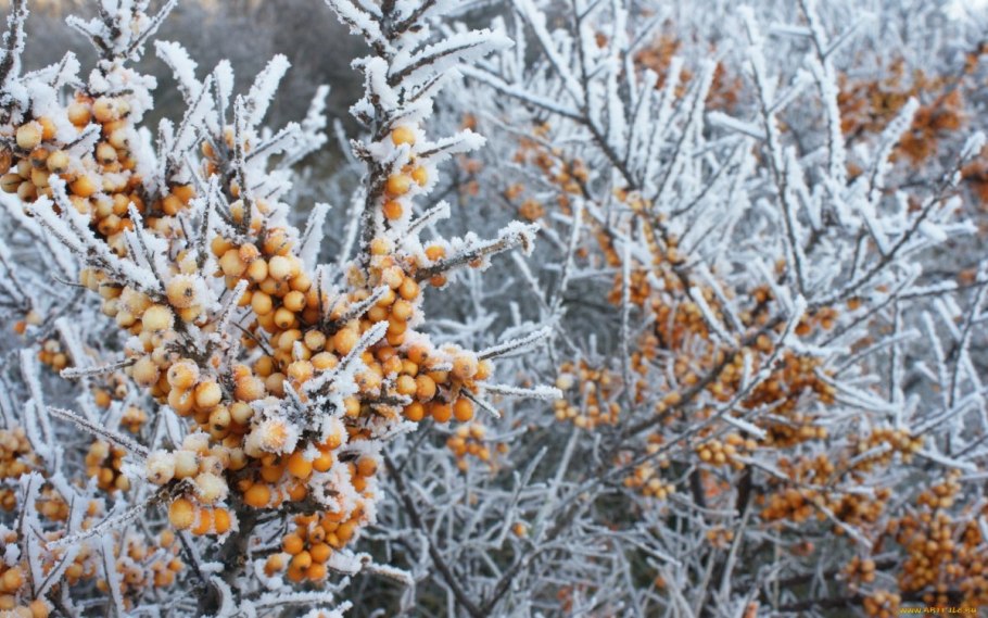 Калина зимой