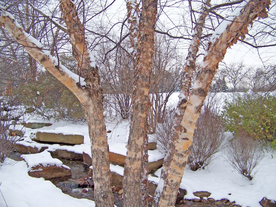 Сломанное дерево зимой