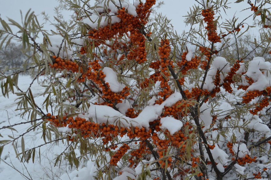 Облепиха крушиновидная зима