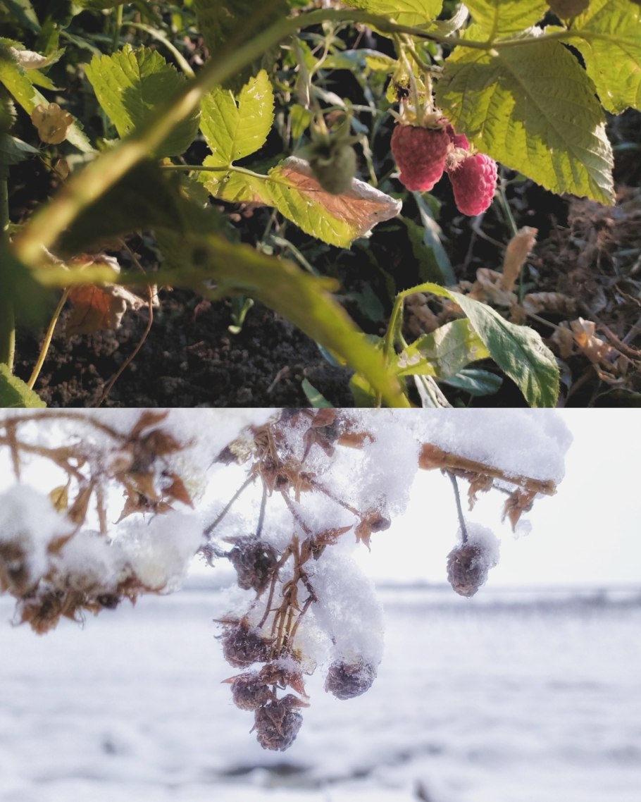 Саженец дерева зимой