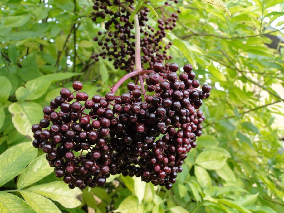 Бузина чёрная канадская