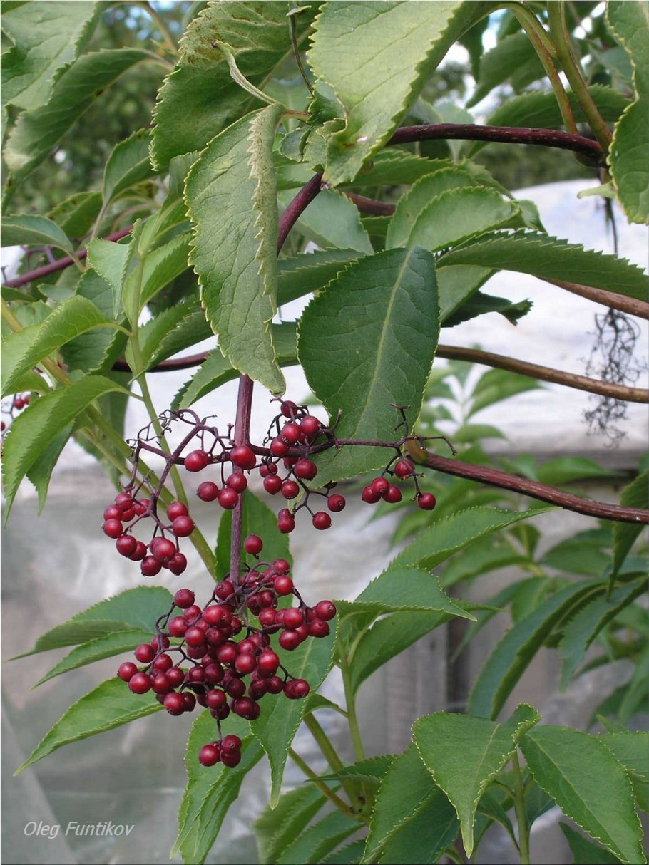 Бузина канадская (Sambucus canadensis)