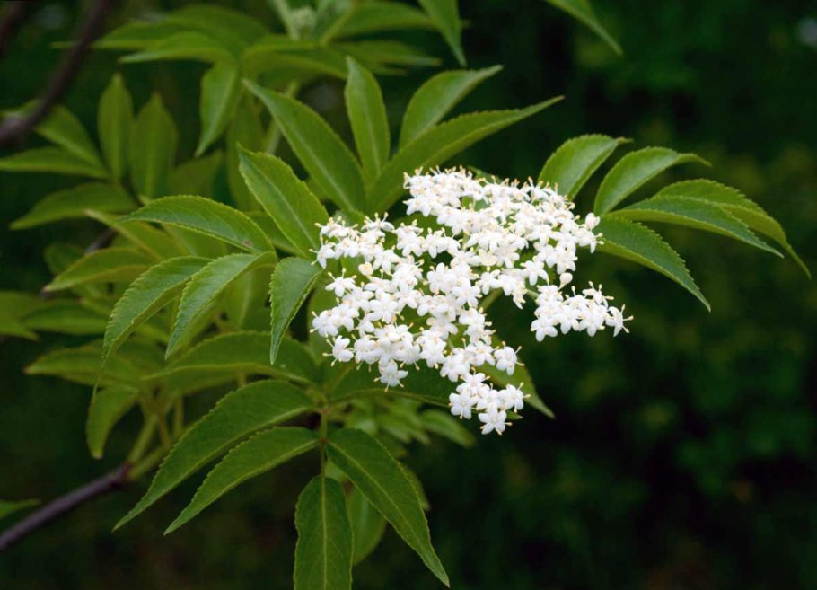 Бузина канадская (Sambucus canadensis)