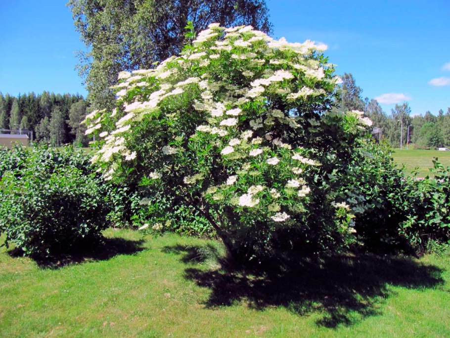 Гортензия черешковая petiolaris