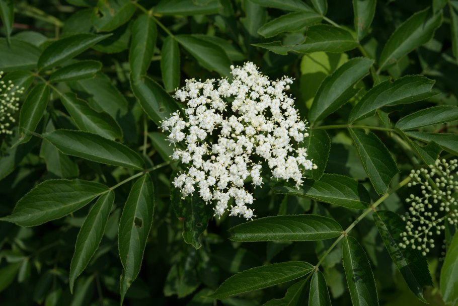 Бузина семейство Жимолостные