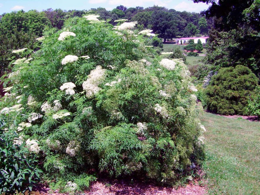 Бузина канадская Самбукус