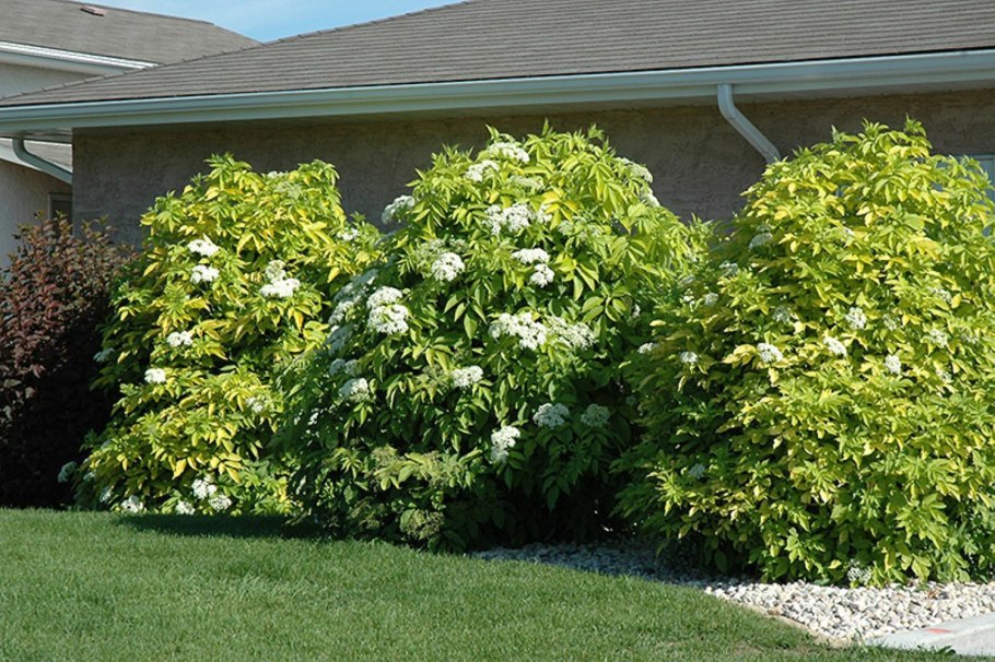 Бузина черная Ауреа