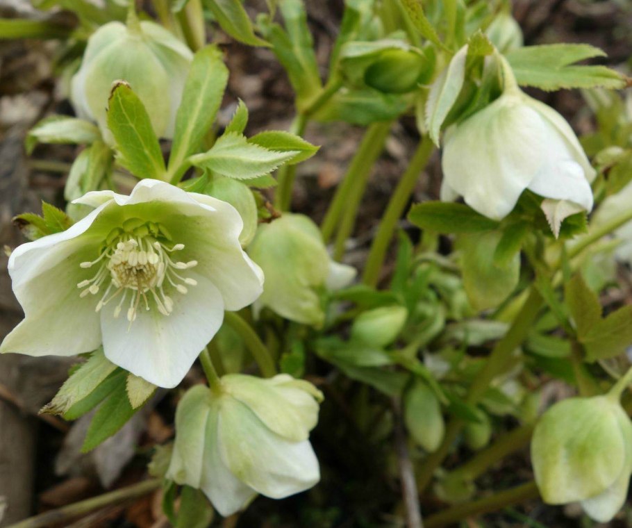 Морозник Helleborus Niger