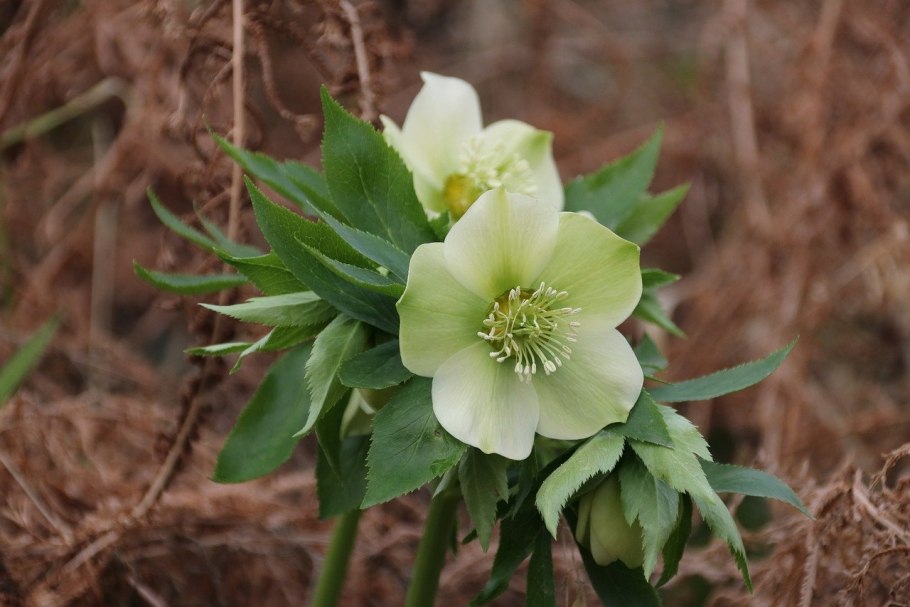 Морозник (Helleborus) кавказский