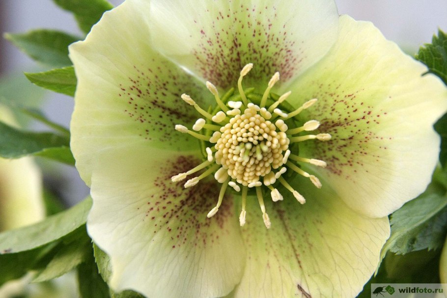 Морозник (Helleborus) кавказский