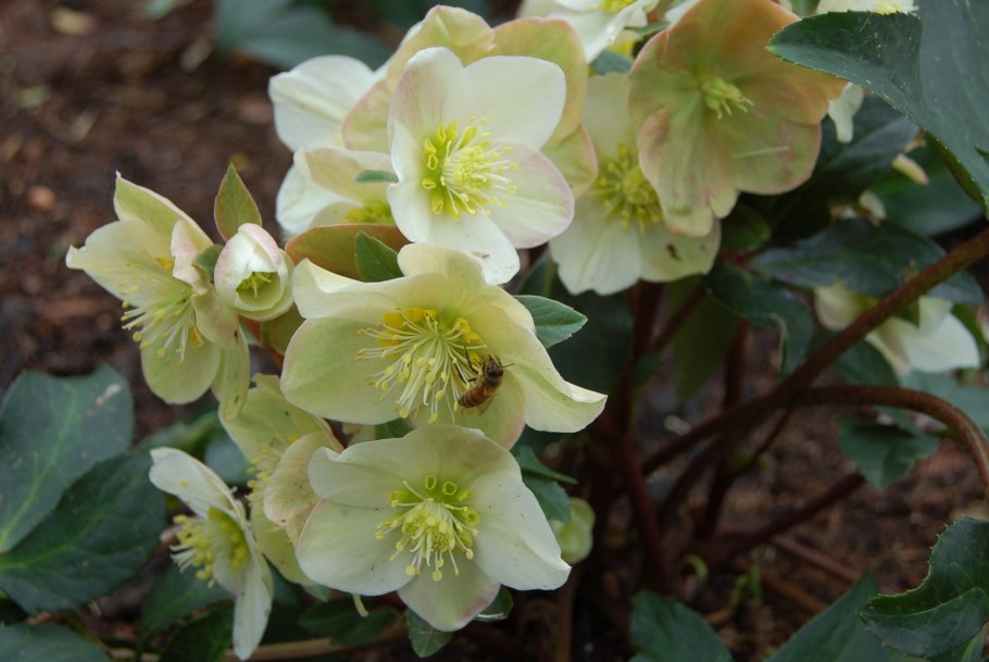 Морозник (Helleborus) кавказский