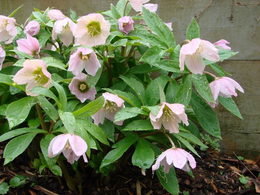 Морозник кавказский (Helleborus caucasicus)