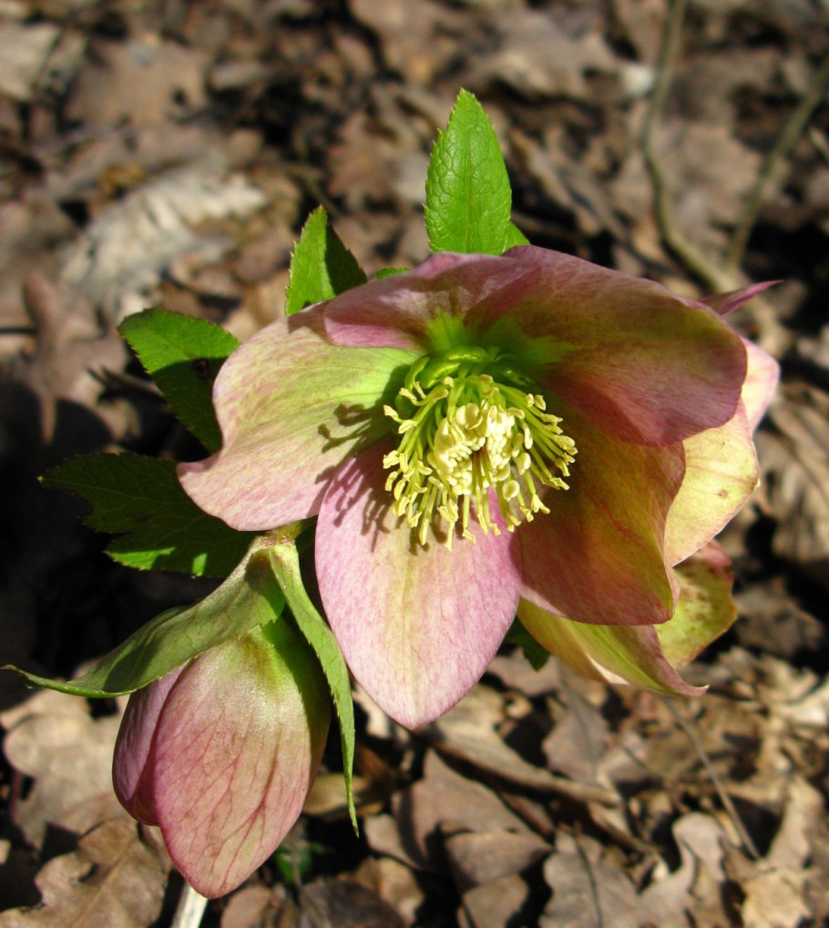 Морозник кавказский (Helleborus caucasicus)