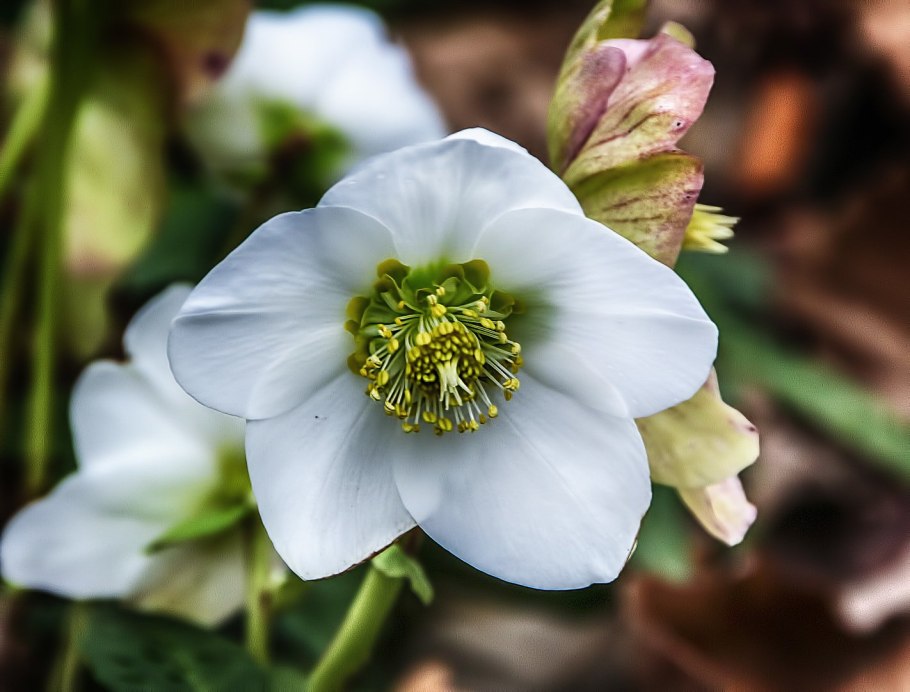 Морозник Helleborus