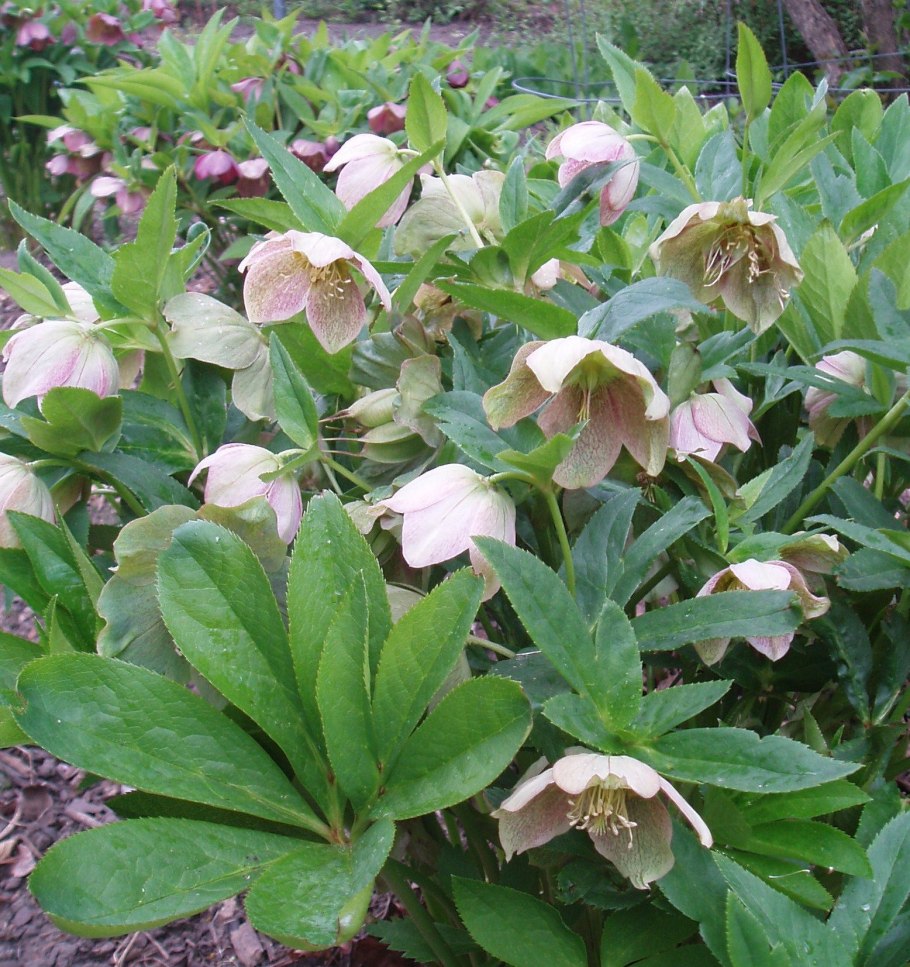 Морозник (Helleborus) кавказский