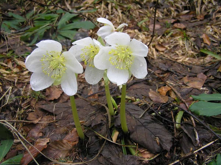 Helleborus caucasicus