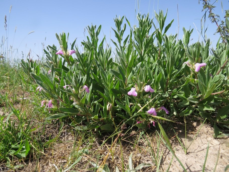 Живучка Женевская Аюга