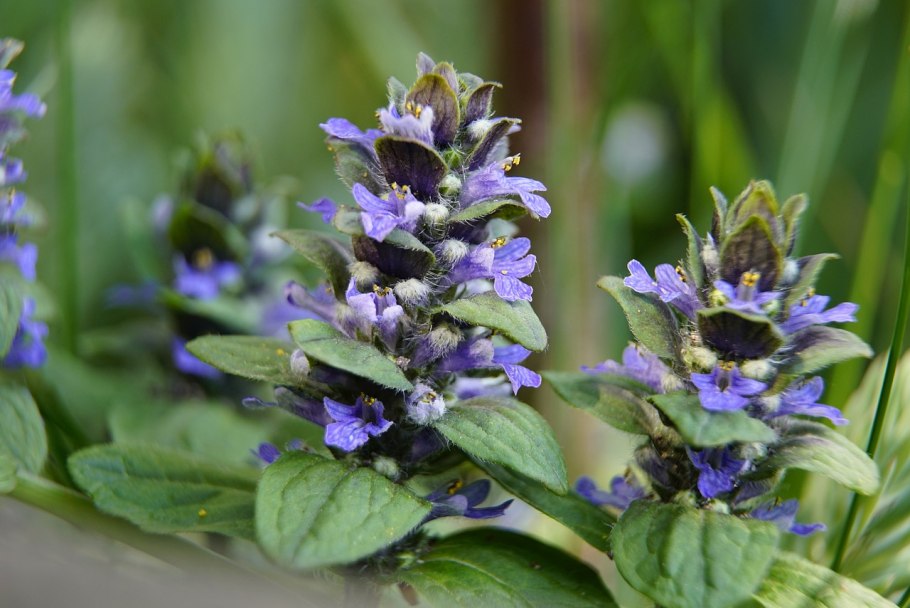 Живучка ползучая ajuga reptans