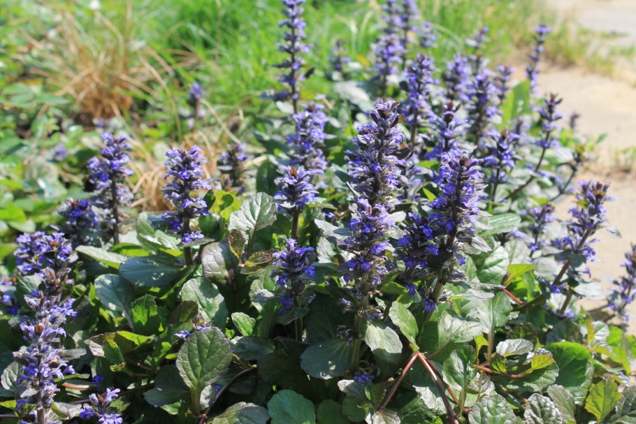 Живучка Женевская Аюга Хелена