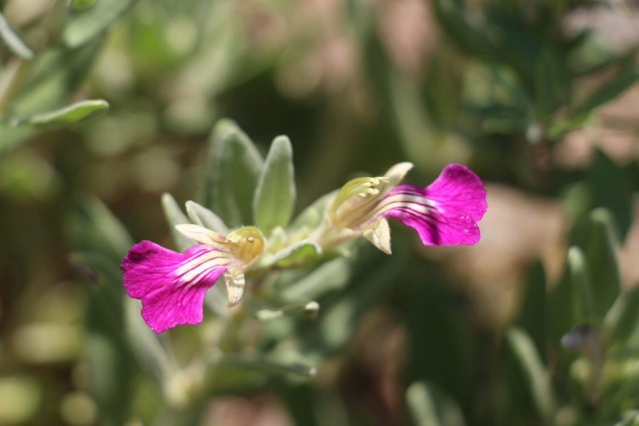 Аюга Туркестанская