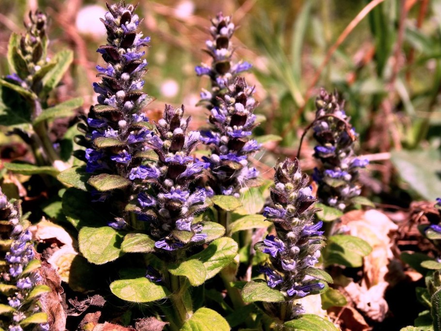 Аюга живучка ползучая